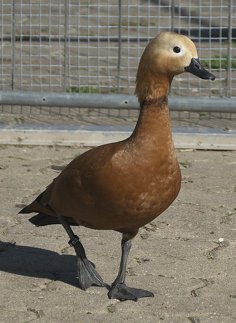 为首发